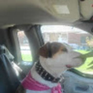 Meet your Posher, Gregory barney